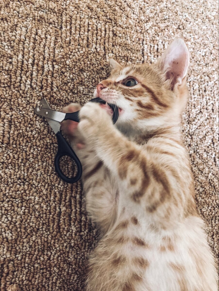 Оказалось, я и без длинных и острых когтей охотиться могу и ничуть не хуже. Даже эту когтедерку поймал!