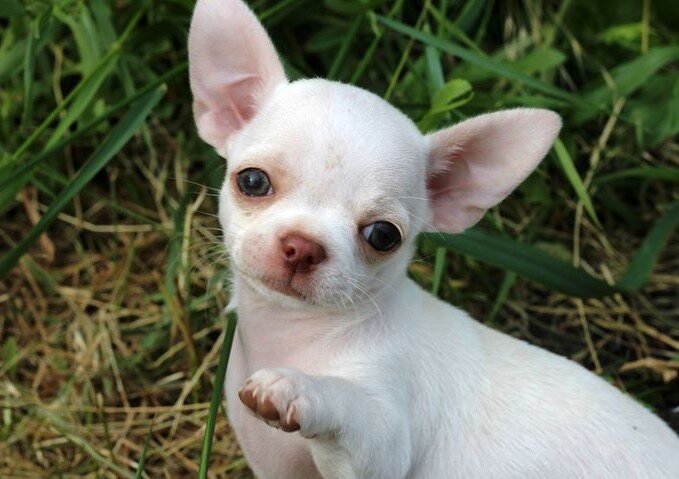 Короткошерстный белый чихуахуа