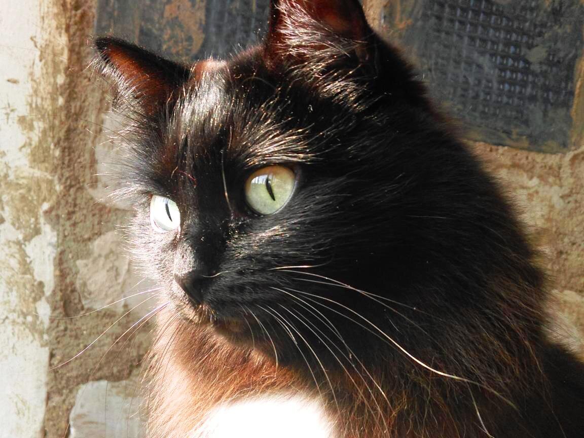 - Ну, чего пригорюнился, детинушка?