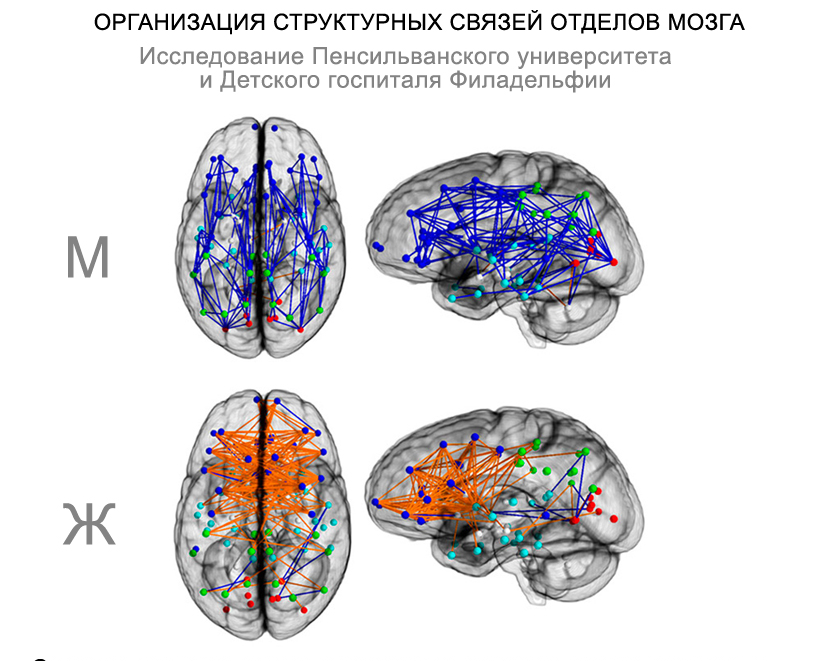 Женский мозг моложе мужского: новые исследования показали удивительные результаты