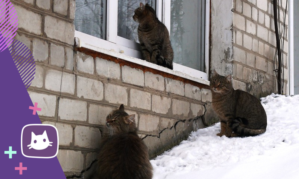 Тепловой удар у кошки: симптомы, как помочь коту при перегреве