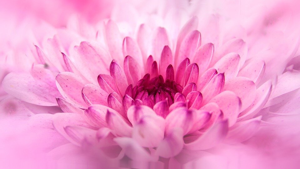https://cdn.pixabay.com/photo/2015/06/11/10/18/chrysanthemum-805712_960_720.jpg