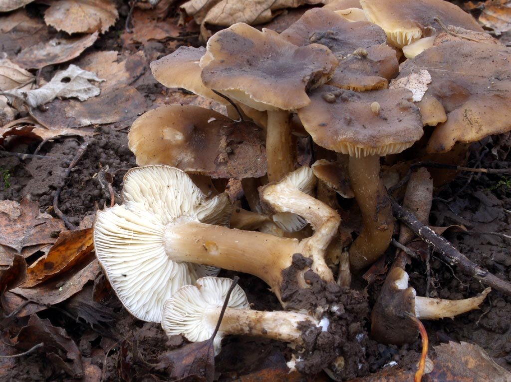 Взрослые экземпляры скученной и панцирной рядовки уже не различить (фото И.Лебединского)