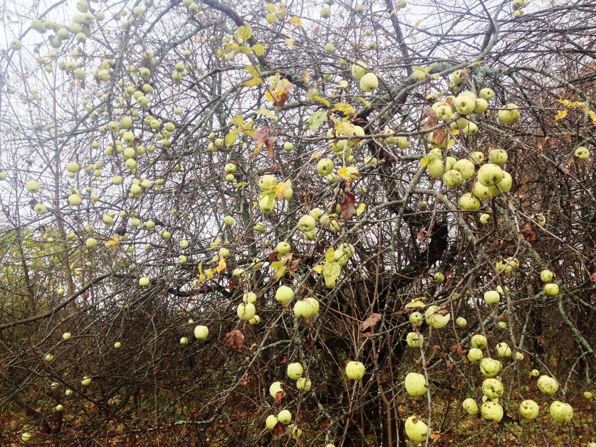 Одинокие яблони дали богатый урожай и набрал мешок с идеей прикормить кабана.