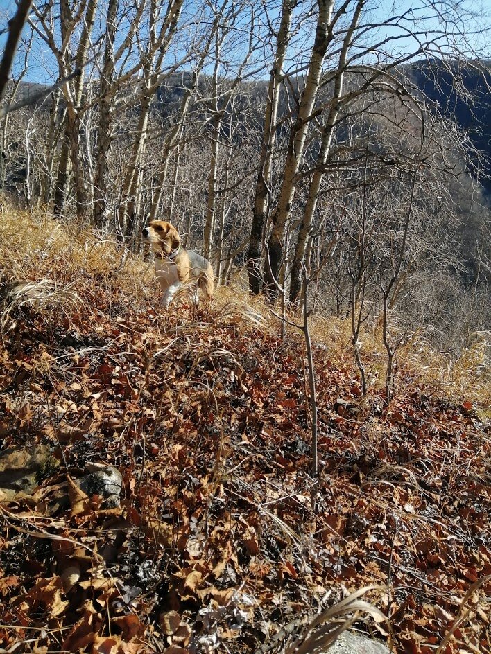 Закуска тигра №2