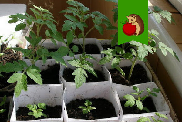 Какой грунт лучше использовать для выращивания рассады томатов? Рассказываю