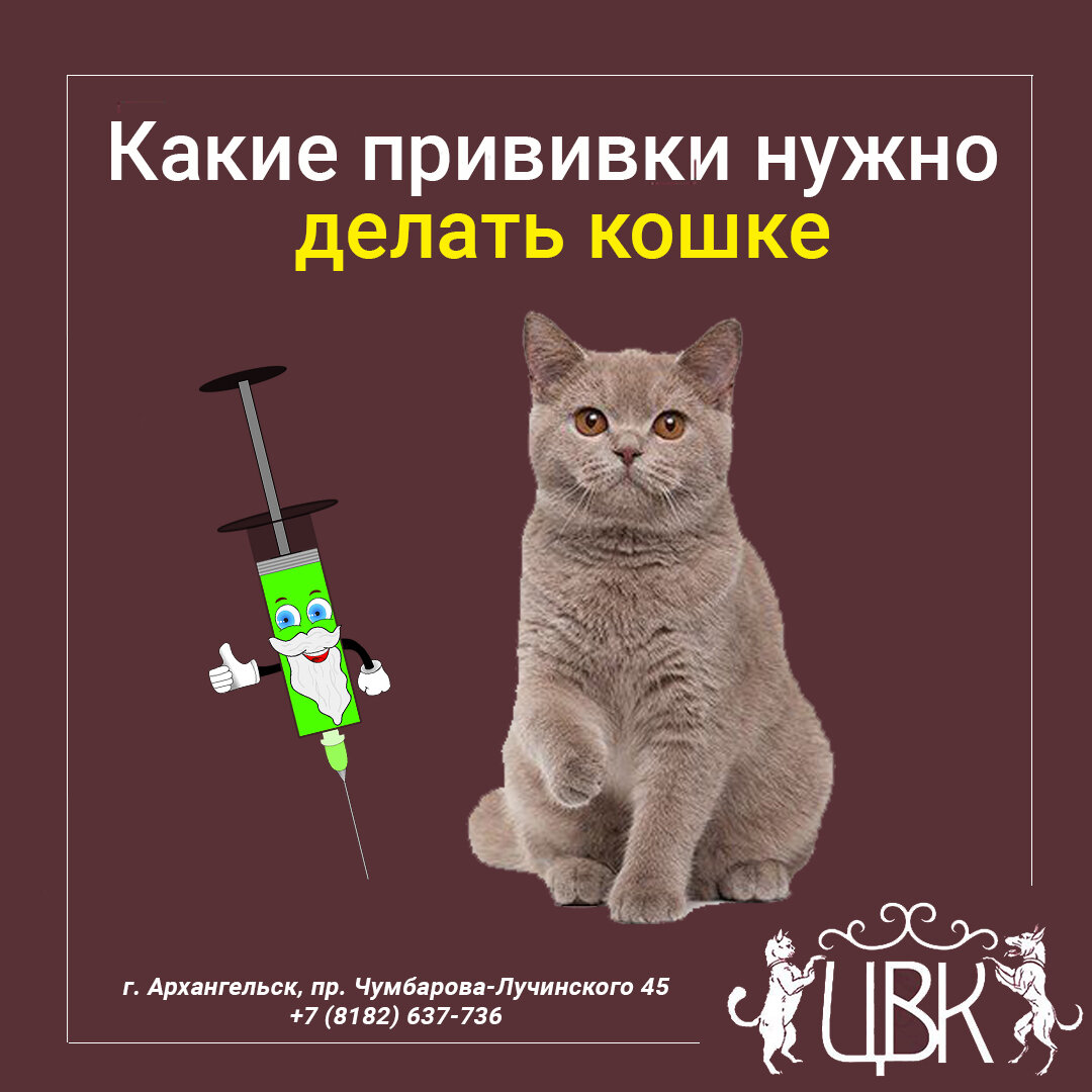 Сколько надо прививок кошке