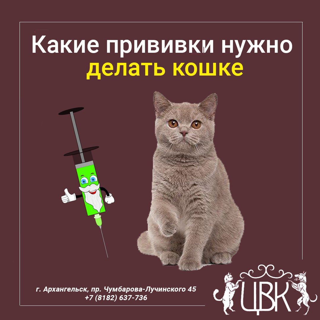 План прививок для котят