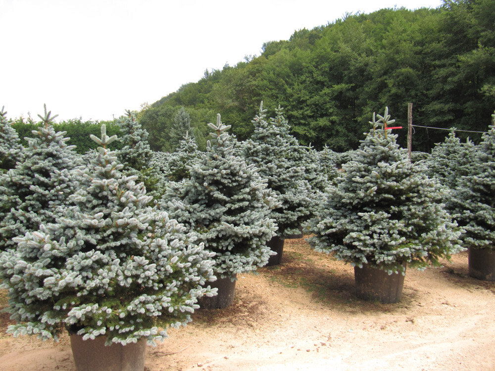 Низкорослые голубые ели. Ель колючая Монтгомери. Picea pungens 'Montgomery' ель колючая Монтгомери. Ель Глаука Монтгомери. Ель голубая карликовая Монтгомери.