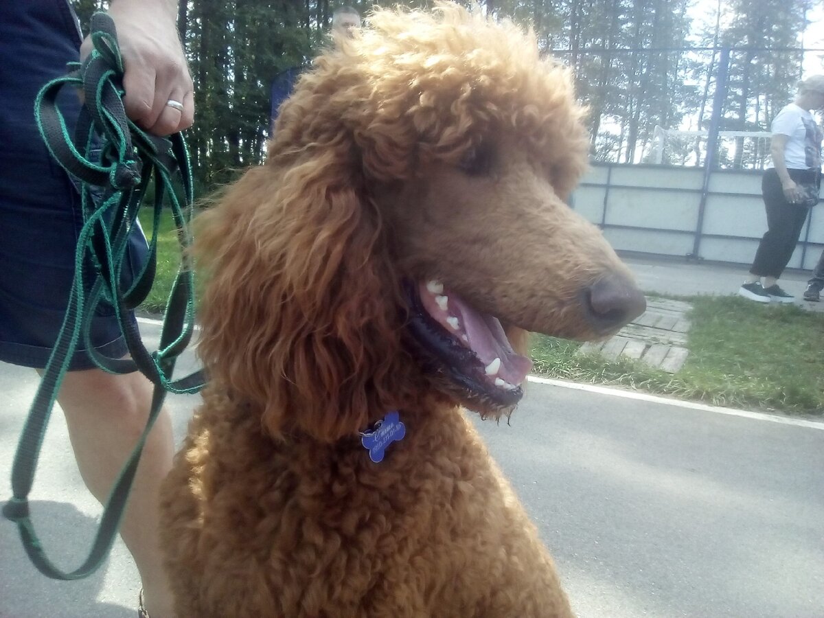 Пудель похож на Ваню