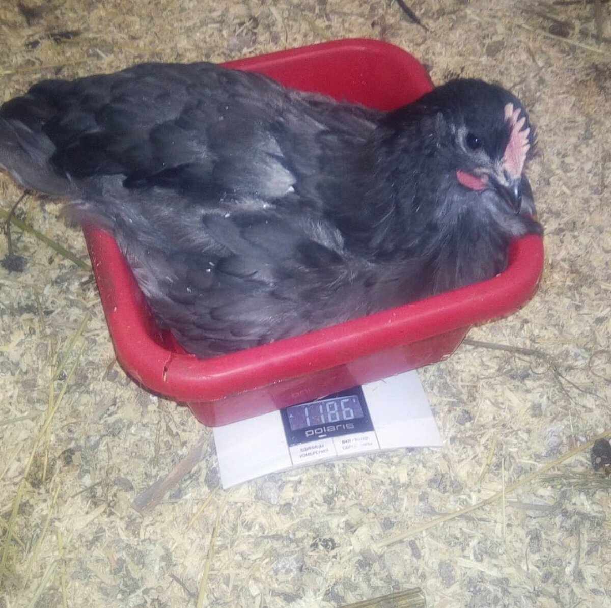 яйцо джерсийский гигант. джерсийский гигант голубой. яйцо джерсийский гигант. инкубационное яйцо джерсийского гиганта. джерсийский гигант яйцо.