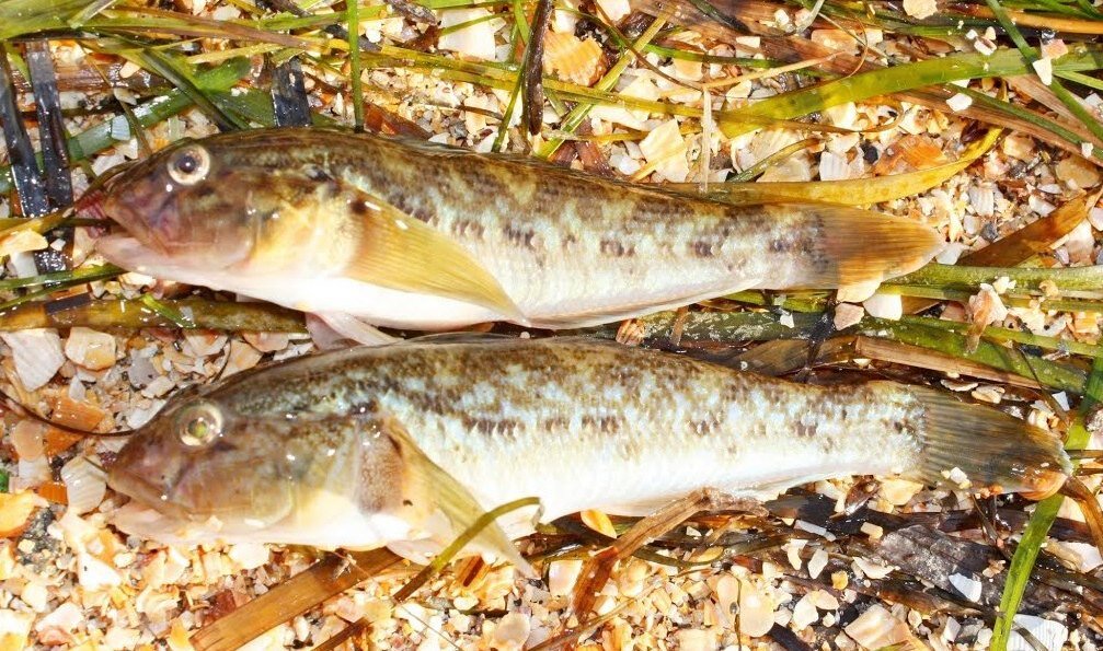 Азовское море. Александровка. Бычки.