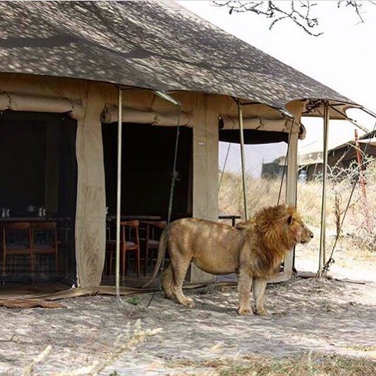 Сложно быть львом. Хотел выпить кофе, напугал весь персонал :)