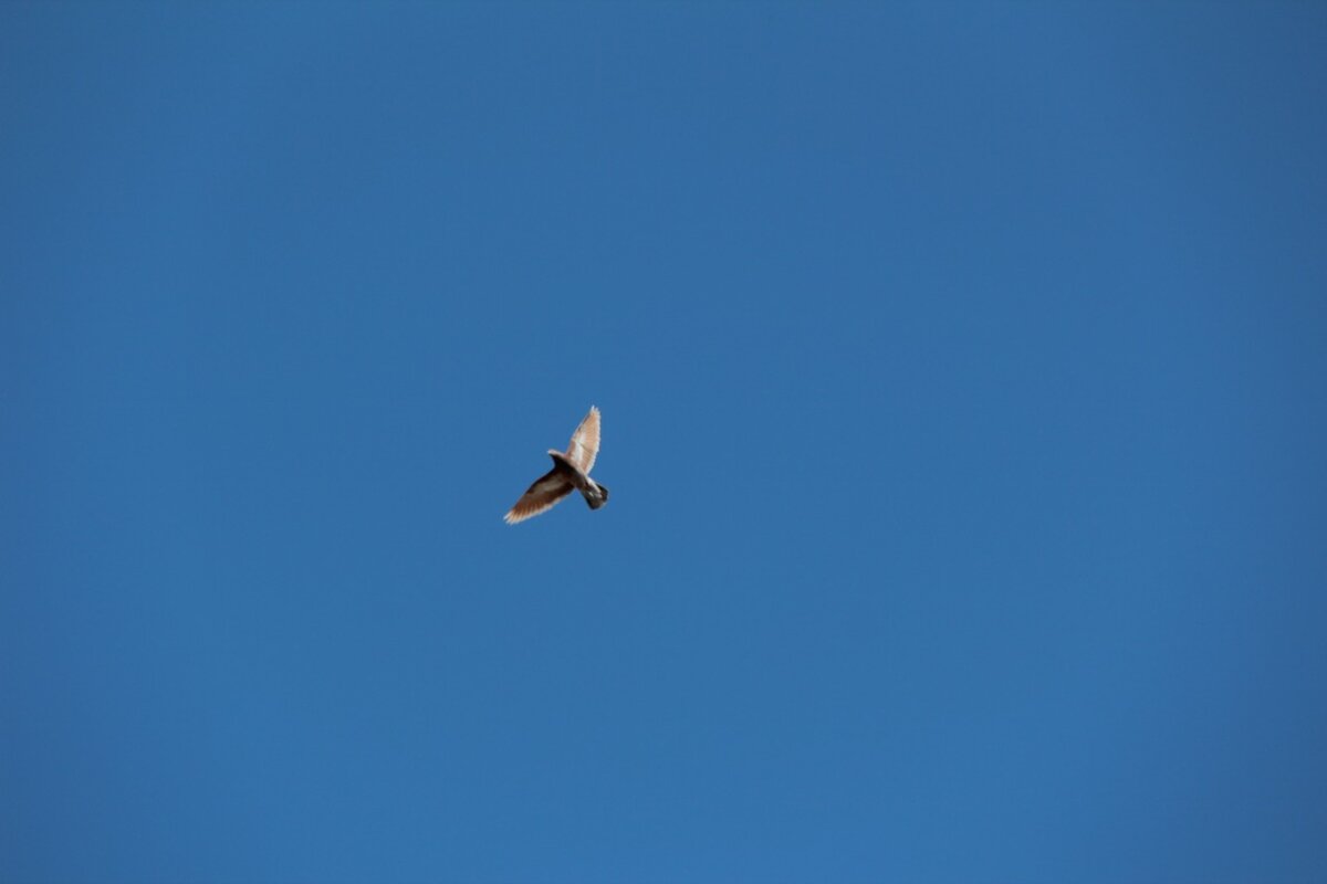 Спекуляция свободой.