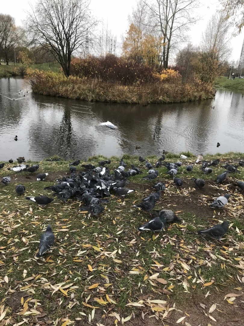 Wie viele Tauben können Sie sehen?