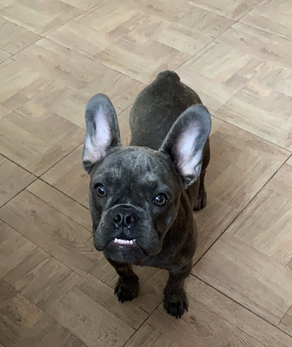 Наша француженка Хлоя 