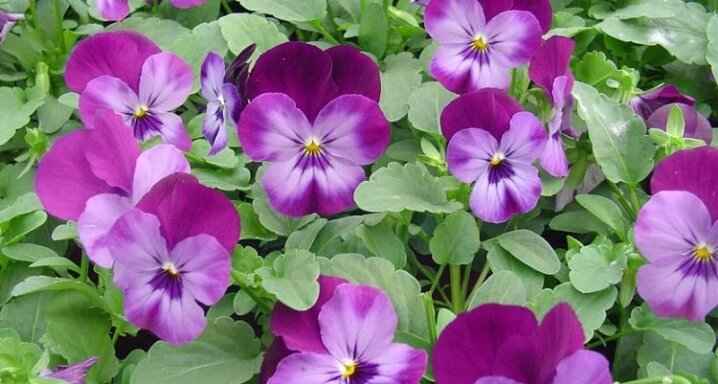 Сорта виолы: фиалка надрезанная и махровая, характеристика сортов «Шведские гиганты», черных, голубых и белых окрасов (27 фото) - садовый журнал