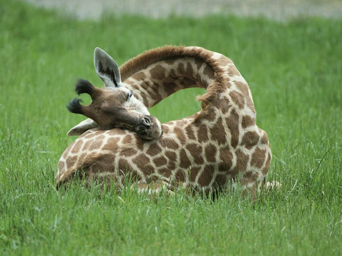 Фото из интернета: https://animalreader.ru 