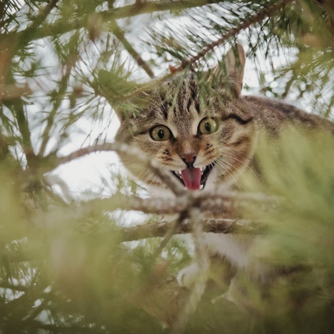 Так проявляются инстинкты