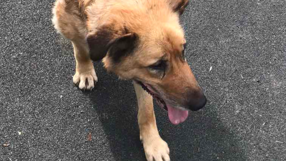 Динга | Фото: Наталья К.