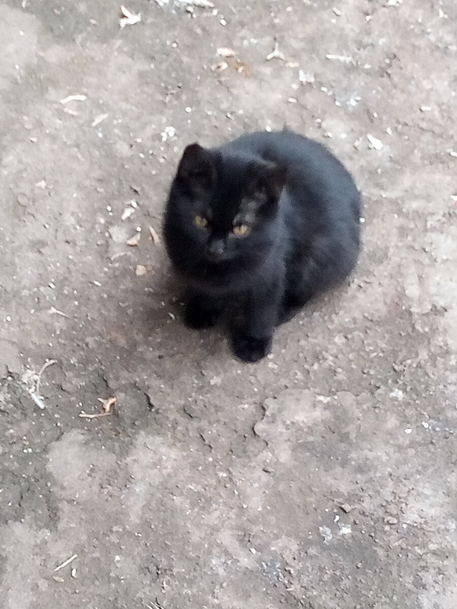 Он же. Лапки говорят о перспективах роста при хорошем кормлении