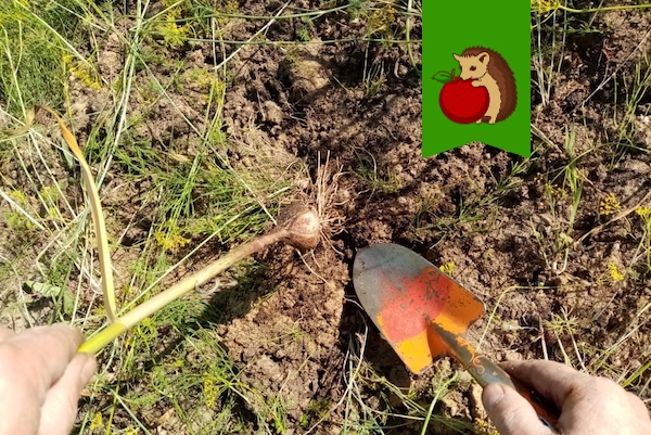 5 типичных ошибок в уборке озимого чеснока, из-за которых он потом меньше и хуже хранится: гниет, плесневеет и высыхает1