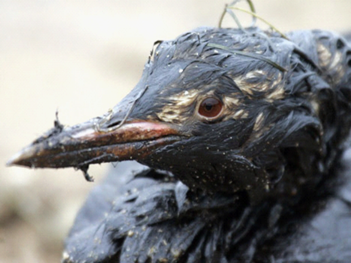 Птицы гибнут. Птица в мазуте. Разлив нефти птицы. Птицы испачканные нефтью. Экологическая катастрофа птицы.