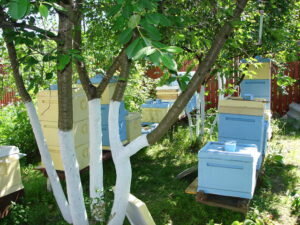 Если вы всё же решили попробовать начать бизнес по разведению пчел, то сперва займитесь вопросом расположения пасеки. Для пчел очень важно, какая обстановка находится вокруг них, а так как зимой насекомые сильно ослабнут, то самым лучшим местом расположения ульев станет поляна с раноцветущими растениями. Отличным местом расположения пасеки станет территория, прилегающая к вашему саду. Вы будете приятно удивлены обилием урожая от плодовых деревьев, да и от самой пасеки. Хорошо бы изучить дикую природу вокруг предполагаемого места пасеки: какие растения цветут и в какой период (лучше всего, чтобы имелось большое разнообразие растений), имеются ли вокруг рощи и сады.