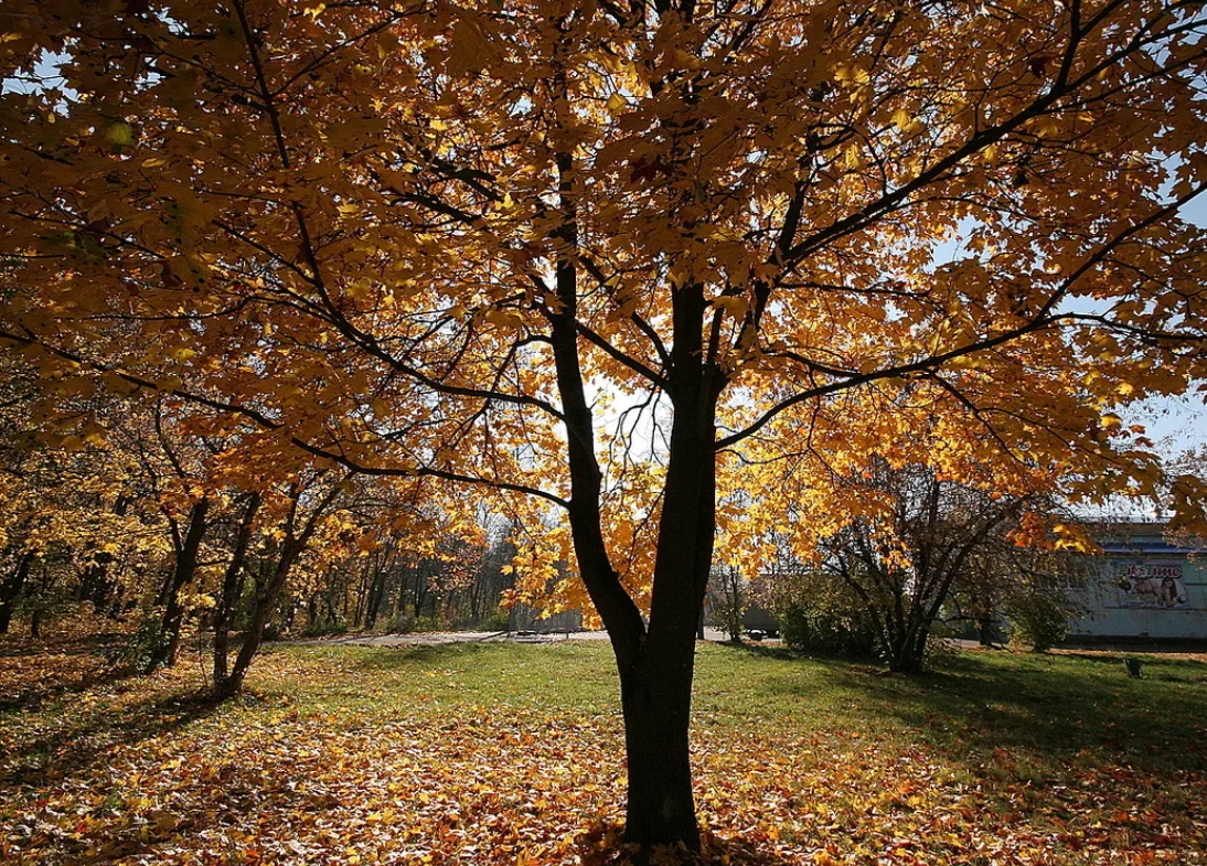 Брусчатка осенний листопад фото