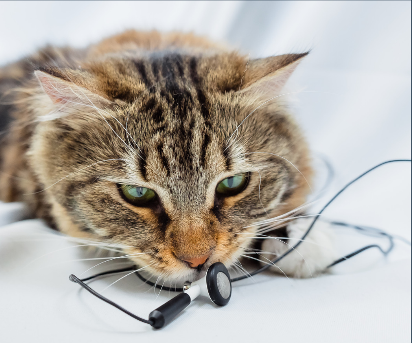 Один из любимых способов привлечения внимания у кошек - перегрызать провода зарядок и наушников.