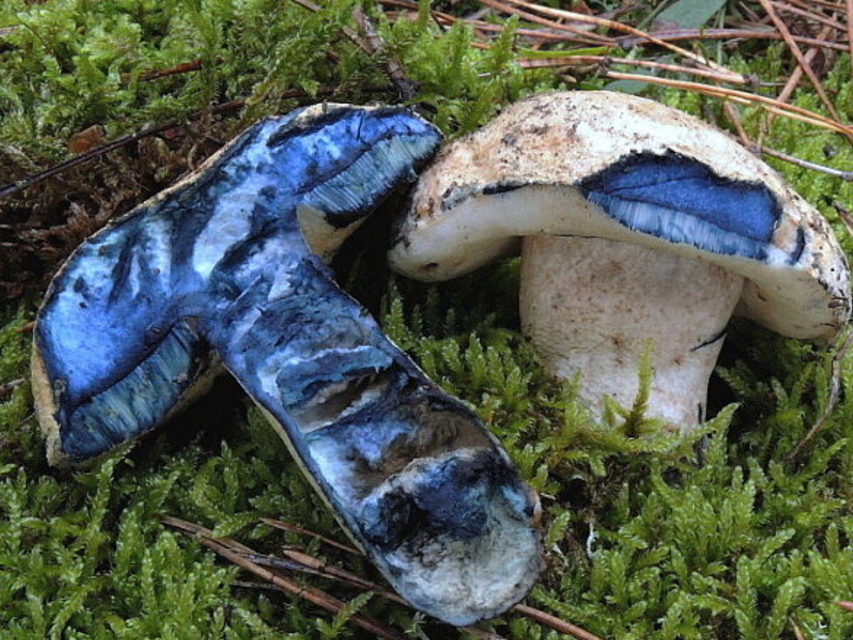 Гриб синяк. Гиропорус синеющий. Гиропорус синеющий (Gyroporus cyanescens). Гриб синяк Гиропорус. Гиропорус синеющий, синяк.