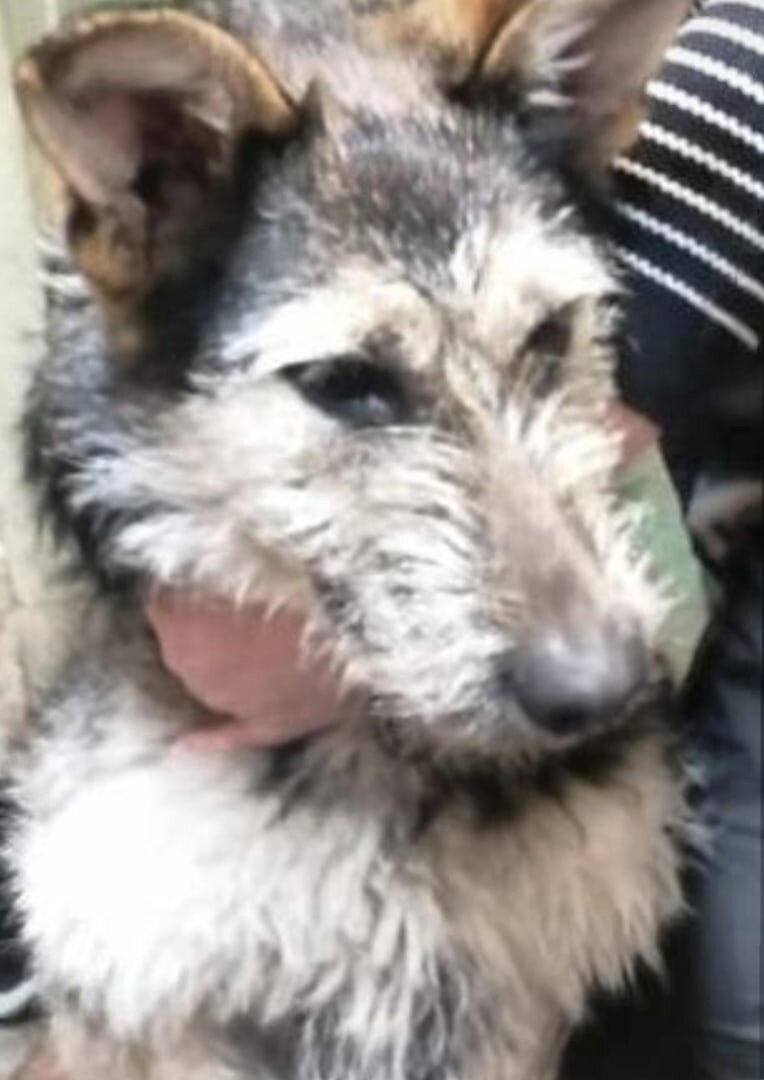 Вот такая большая лохматуша прибилась ко двору