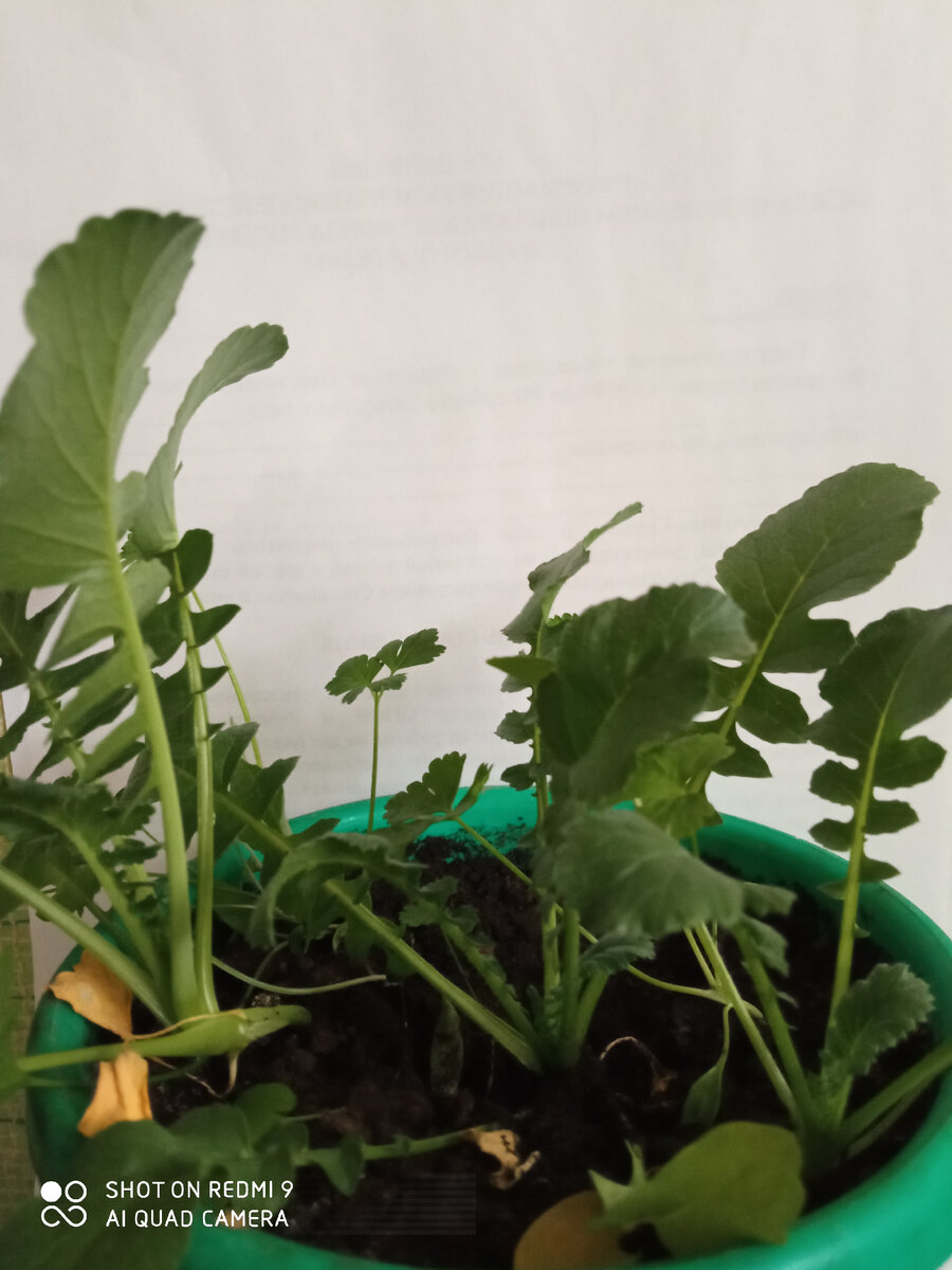 Дайкон и петрушка