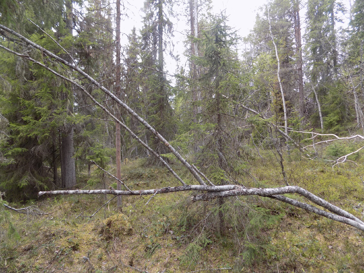 К небу под углом 45 градусов.