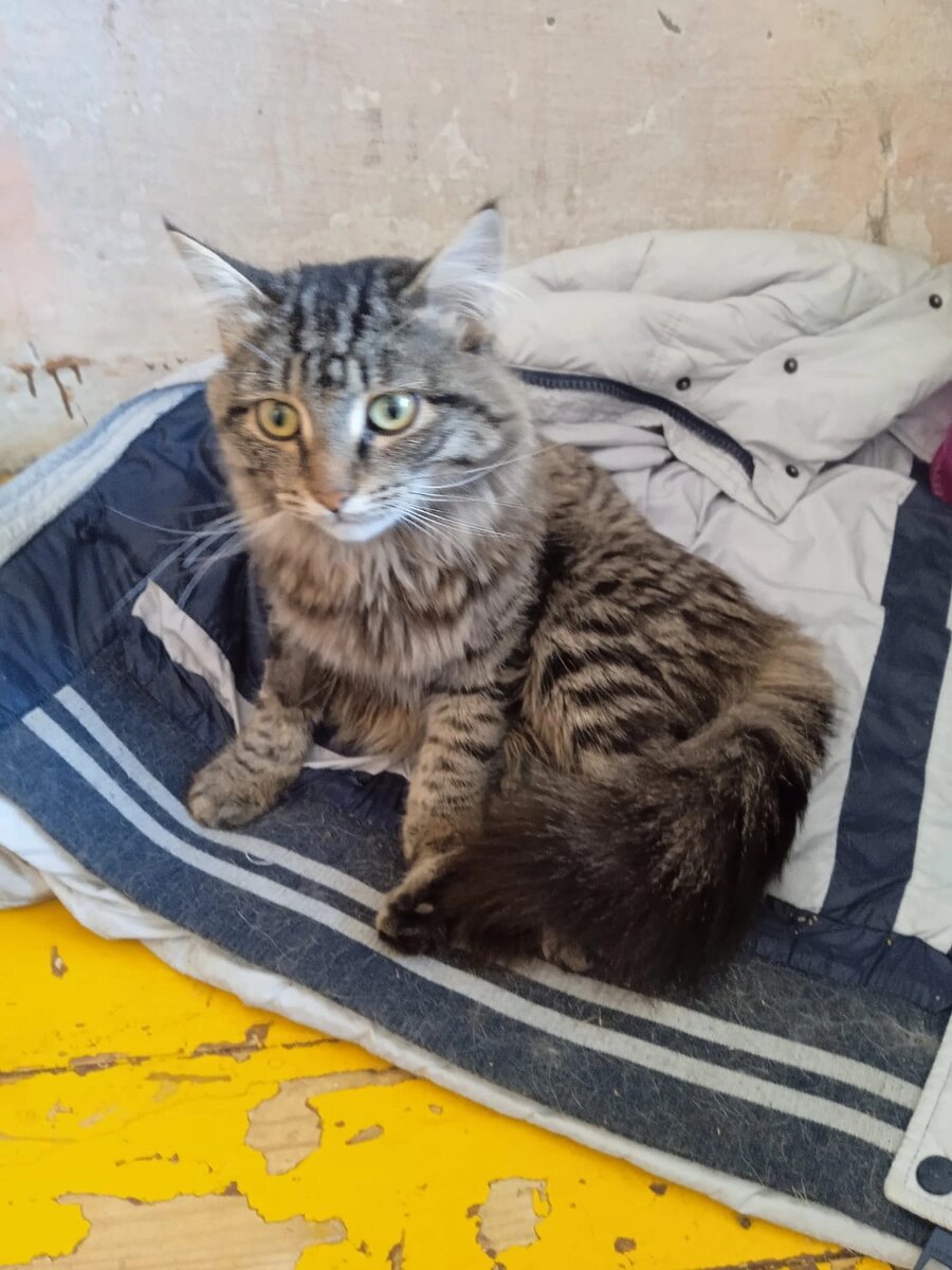 Котик нашёл пристанище тут. И потихоньку поправляется. Не каждый может подобрать кота. А сбитого? Почти никто не может. А Альфия смогла. 