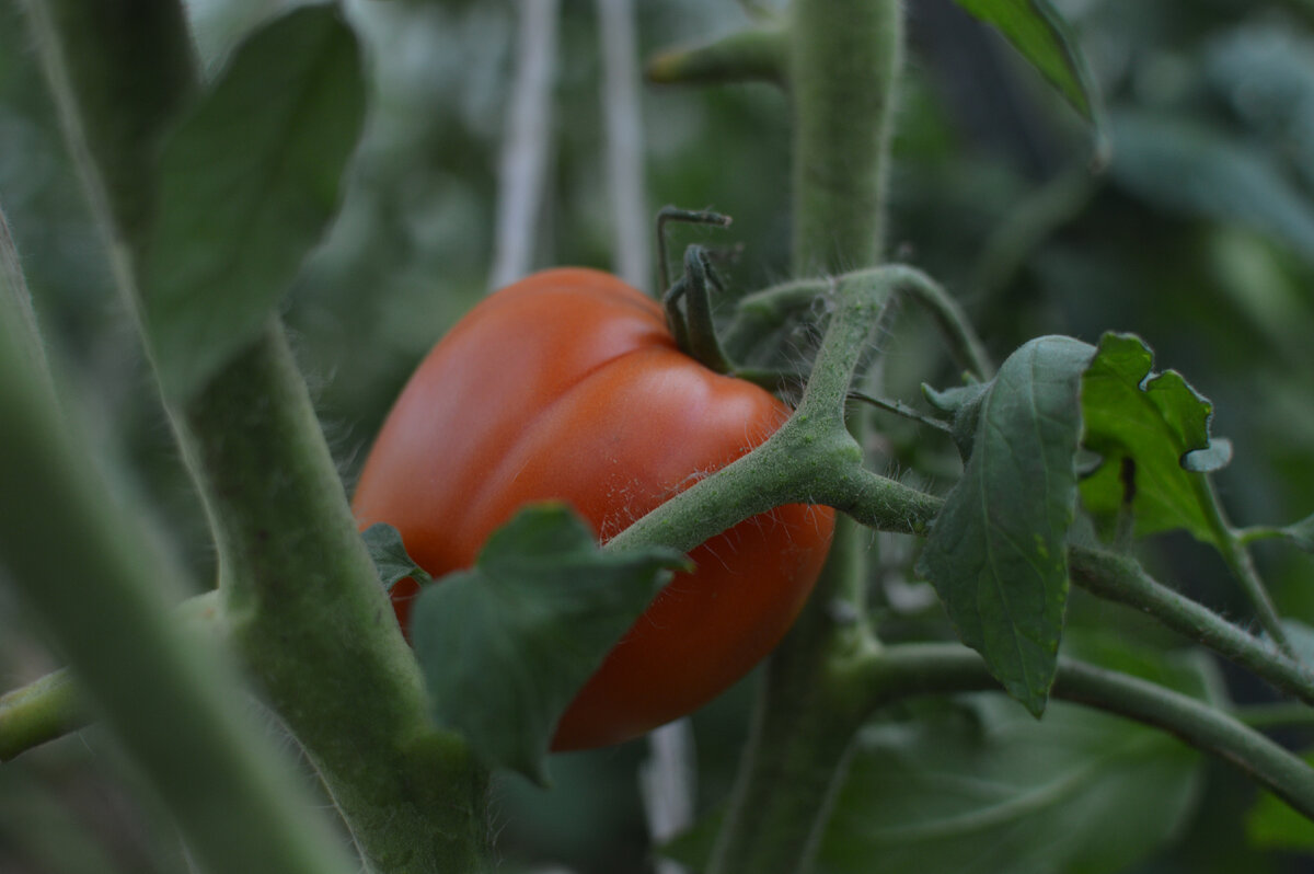 Tomato red. Томат ред Ривер. Томат ред Робин. Томат ред Бьюти. Томат ред Пэар.