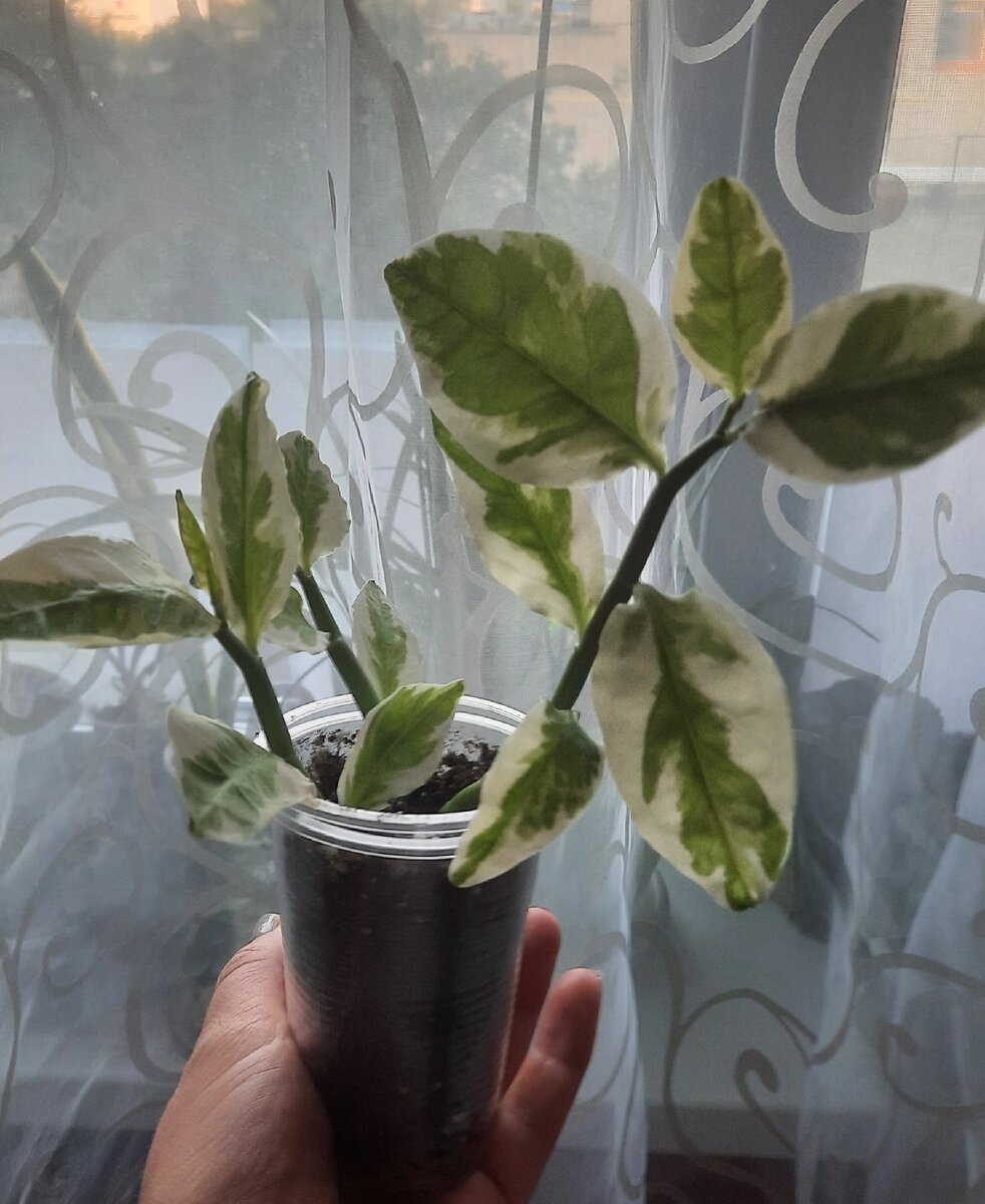 Вот такие три небольшие веточки.