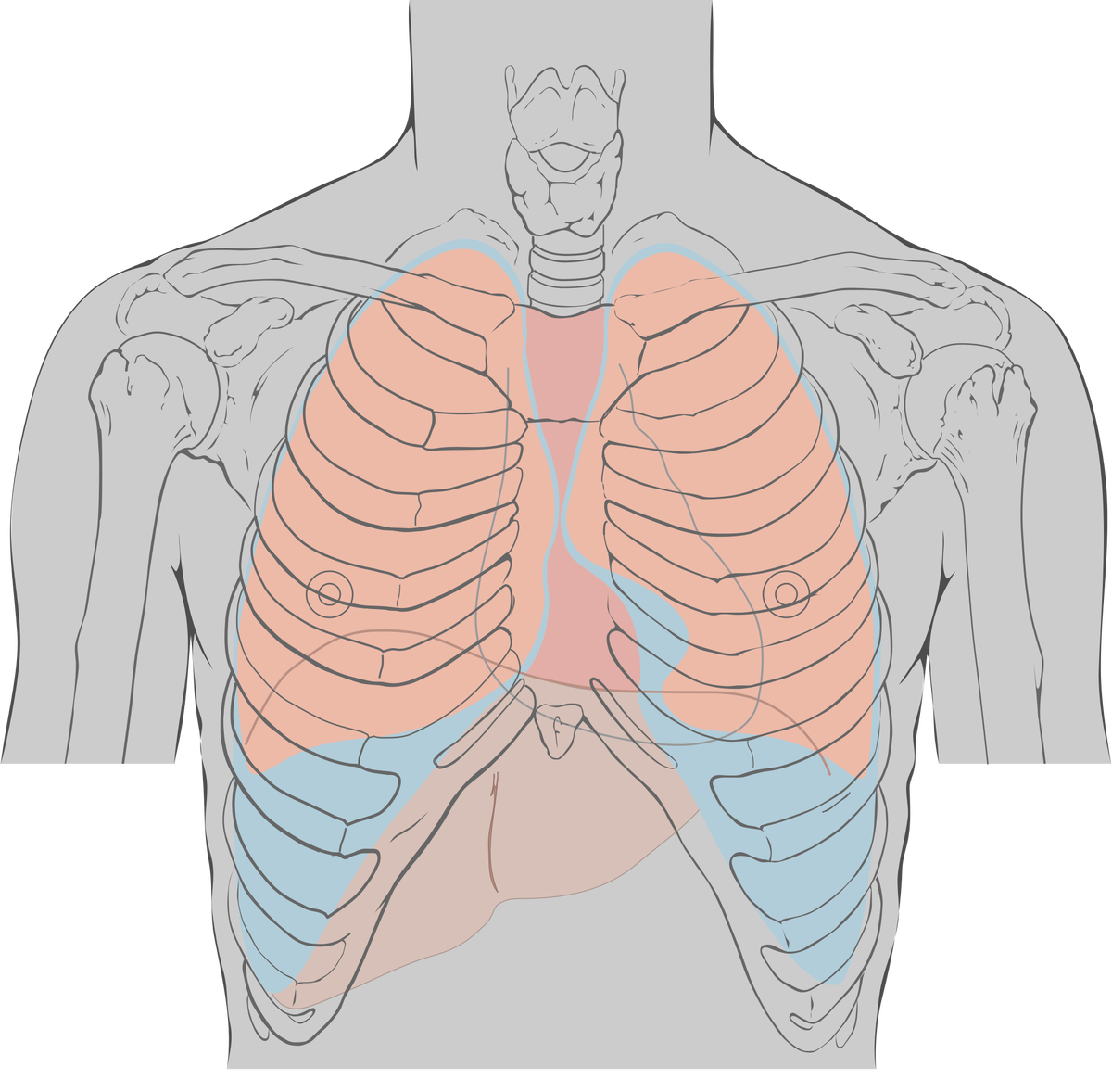 Расположение легких. Лёгкие человека расположение. Расположение легких у человека. Расположение сердца и легких.