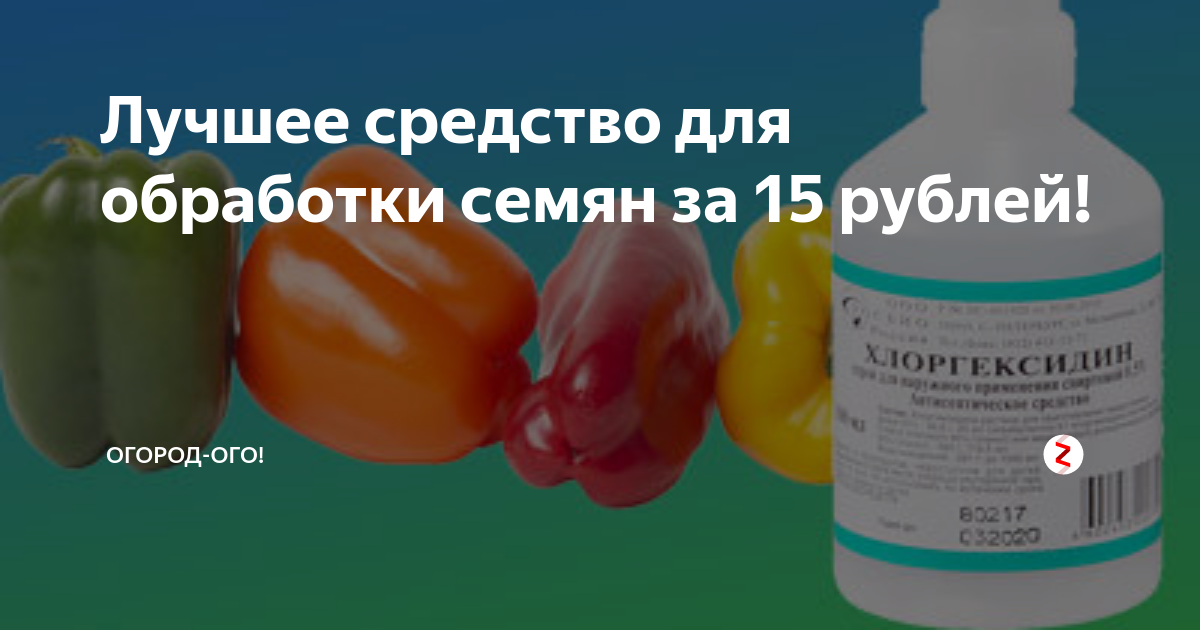 Как обработать семена томатов хлоргексидином. Что будет если семена передержать в хлоргексидине.