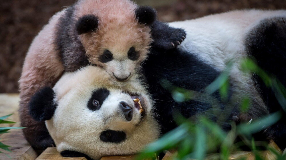 За поведением панды во время кормления. Панда с детёнышем. Новорожденная Панда. Панда в зоопарке. Медведь Панда.