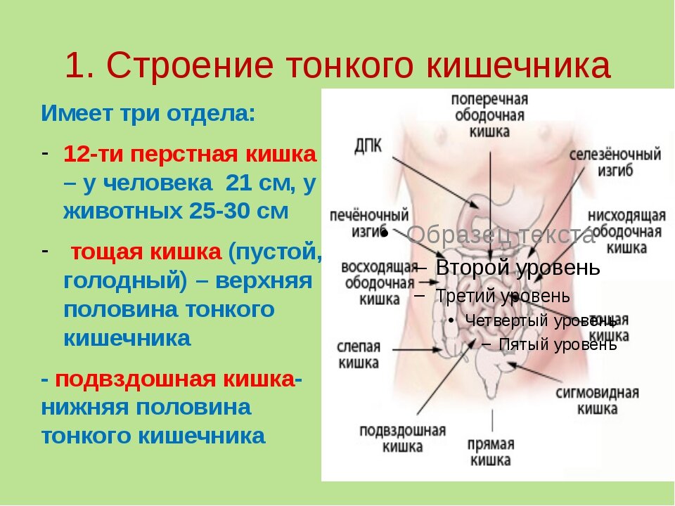 Тонкий кишечник: анатомия, строение, диагностика заболеваний тонкого кишечника :- Medznat
