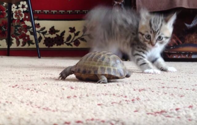 Прелестный котенок решил напасть на черепаху, но та тоже не лыком шита! |  Дай лапку | Дзен