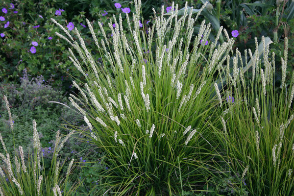 Сеслерия осенняя