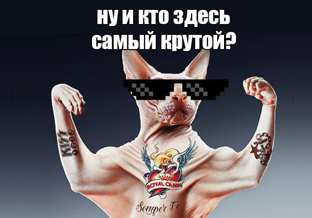 Здесь круто. Кто тут самый крутой. Кто здесь крутой. Что тут крутого.