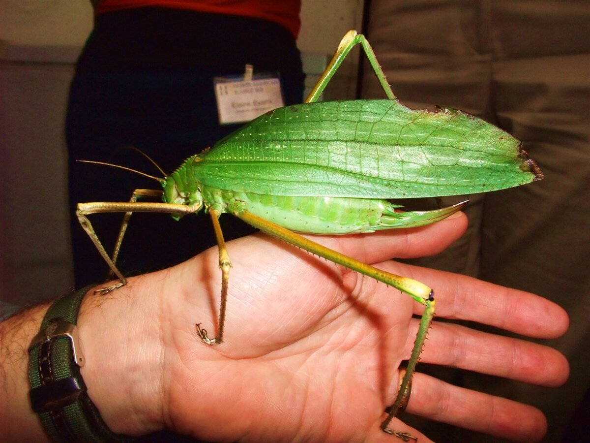 Большое насекомое похожее. Гигантский Длинноногий кузнечик (giant Malaysian Katydid). Siliquofera Grandis. Малазийский листовидный кузнечик. Силикофер кузнечик.