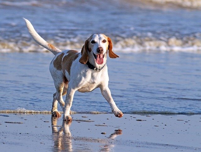 Наши собаки приносят столько радости в нашу жизнь, и мы делаем все возможное, чтобы иметь у них благосклонность.