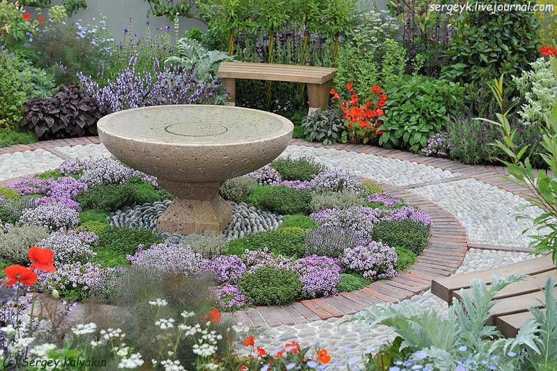 Тимьян ползучий