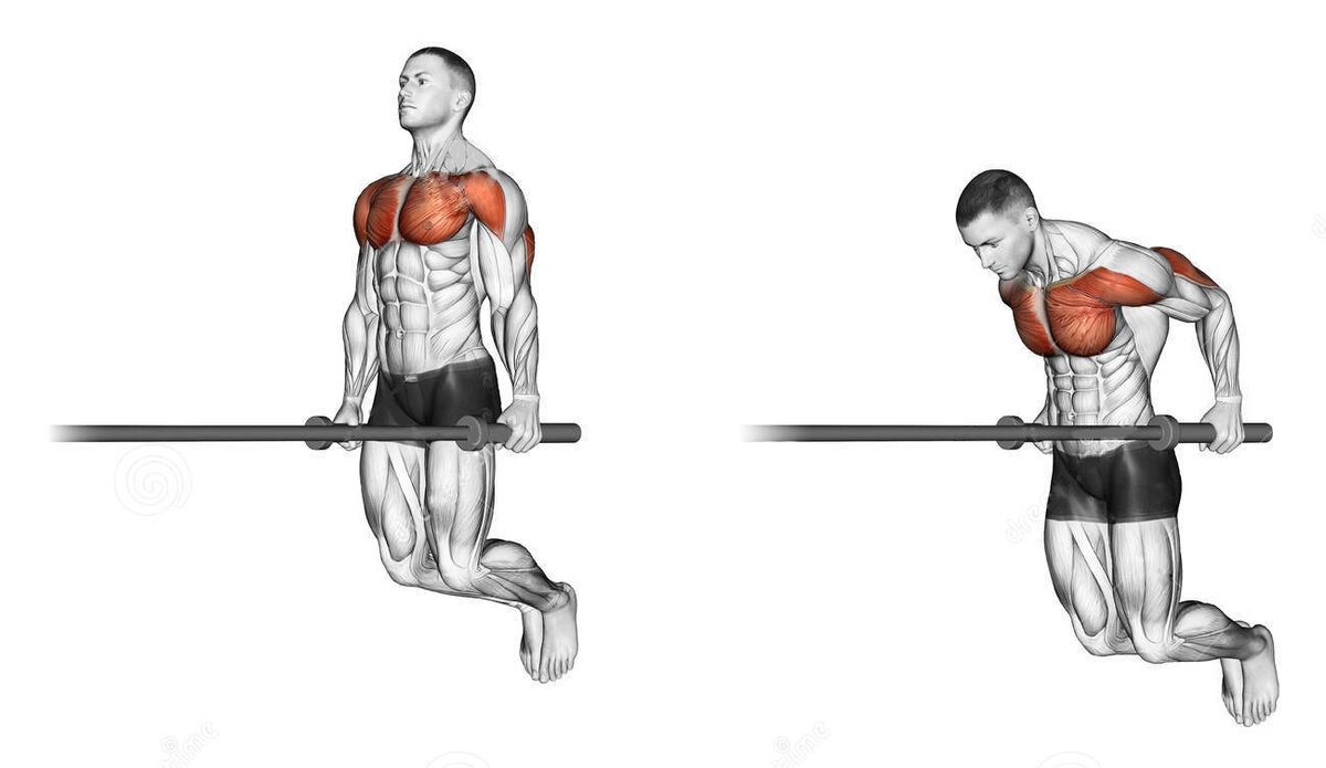 Работа на брусьях. Мышцы задействованные при отжимании на брусьях. Отжимания на брусьях группы мышц. Отжимания на брусьях какие мышцы. Брусья на трицепс техника.