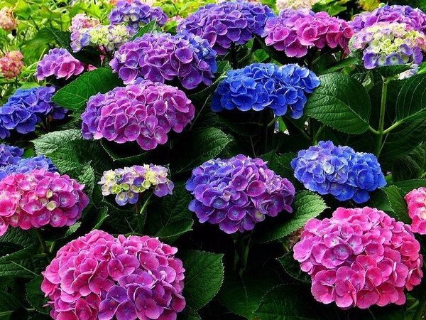 Правила ухода за гортензиями: основные рекомендации