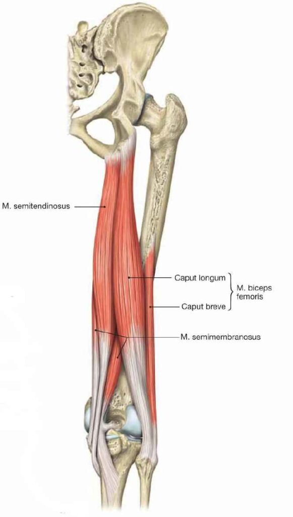 Сухожилия задней поверхности бедра анатомия